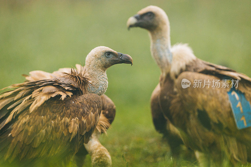 Griffon Vulture (Gyps fulvus)鹰群